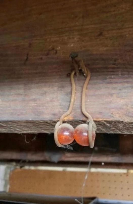 I found this hanging from the basement rafters of my 100-year-old house. It looks like two marbles sitting in a wire hanger… Anyone have the first idea what this is? Check the first comment!