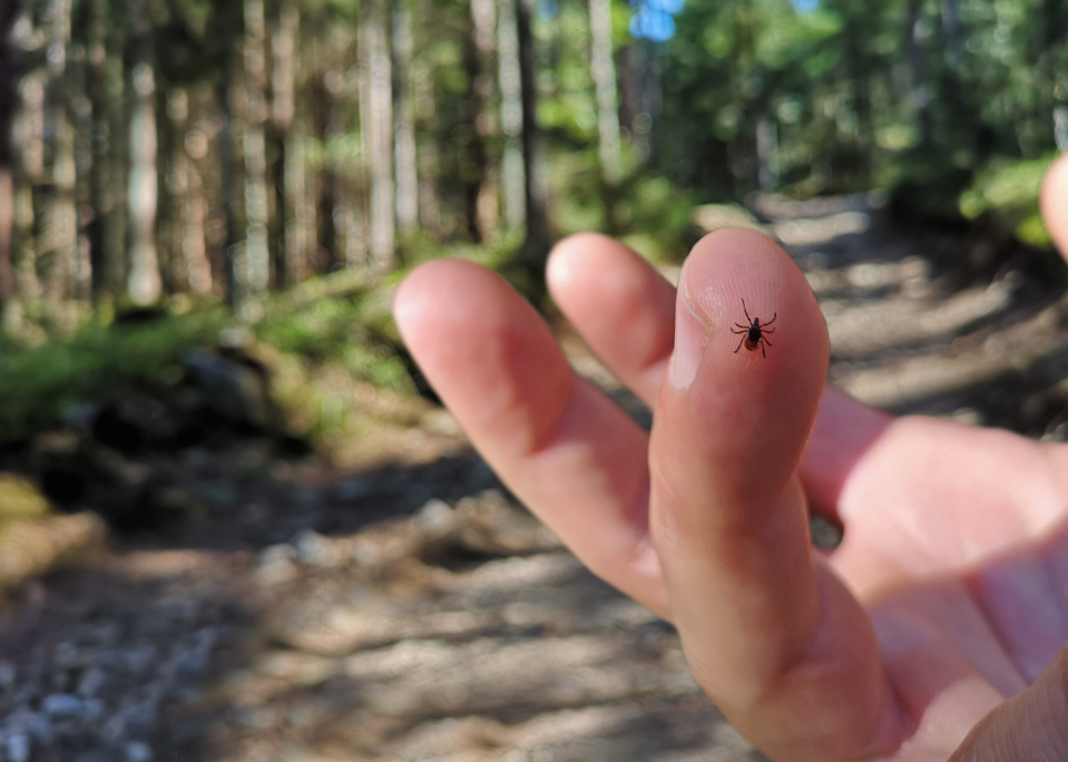 If you find a tick inside your home, here’s what you need to know