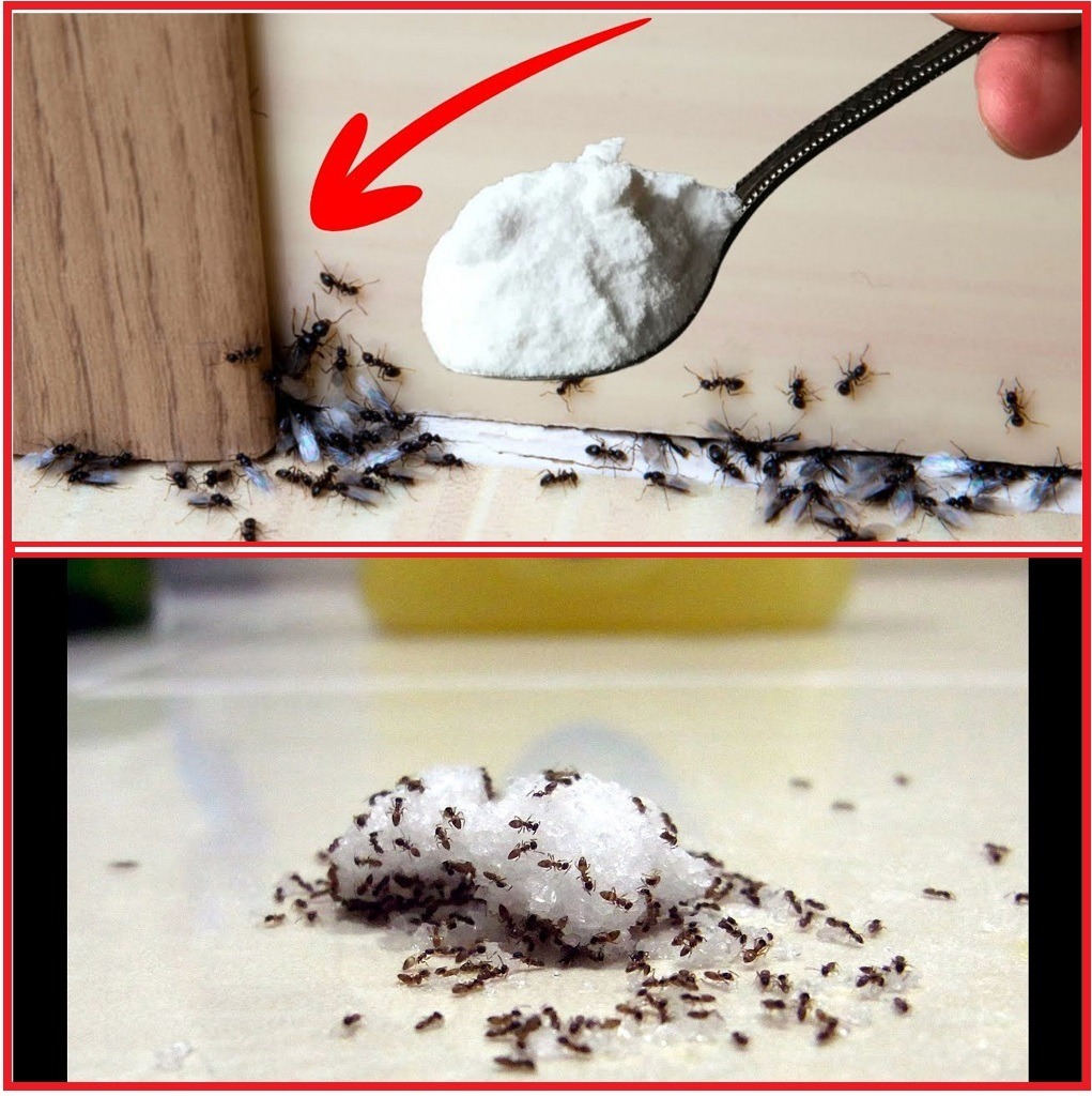 This method will eliminate ant problems in a matter of seconds. They are leaving forever!