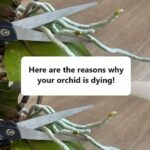 Here are the reasons why your orchid is dying!