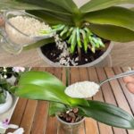 Fertilize the orchid so that it blooms profusely and for a long time!